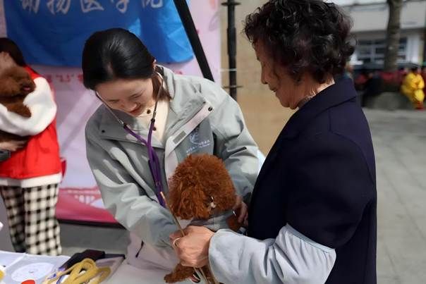 图为365英国公司志愿者协助老师开展宠物义诊
